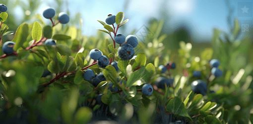 解读《关于蓝莓花色苷等14种“三新食品”的公告》